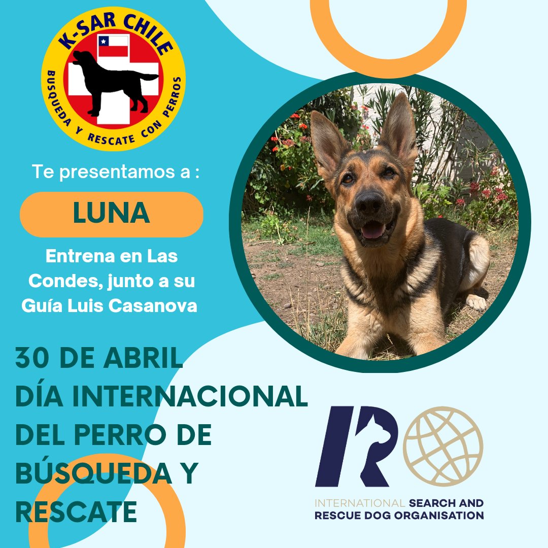 ksar_chile's tweet photo. ⛑️🐶 Hoy te presentamos a #luna que desde #lascondes junto a @lcasanoval se prepara para ayudar voluntariamente a la comunidad.

Juntos #buscamosvidas

#rescuedogday
#irodogs
#ksar20años
#k9
#instadogs https://t.co/ls2mvecRTM
