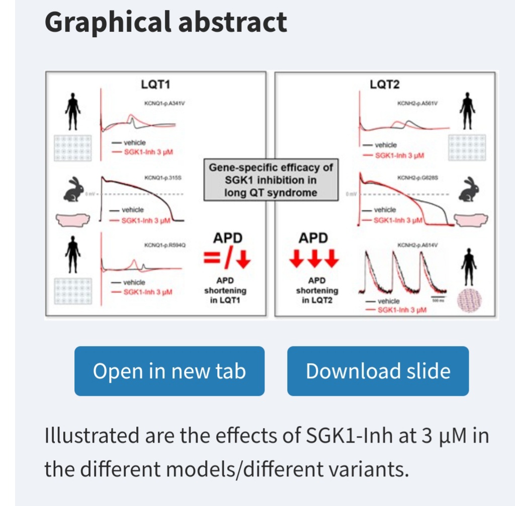 Very proud to share with you our joint #EJR-RD publication on gene- and variant-specific efficacy of SGK1 inhibition in #LQTS. Just published in #Europace. academic.oup.com/europace/advan… @CarolRemme @Luca__Sala @CrottiLia @EuropaceEiC @BernCVRC #Europace_fresh_off_the_press