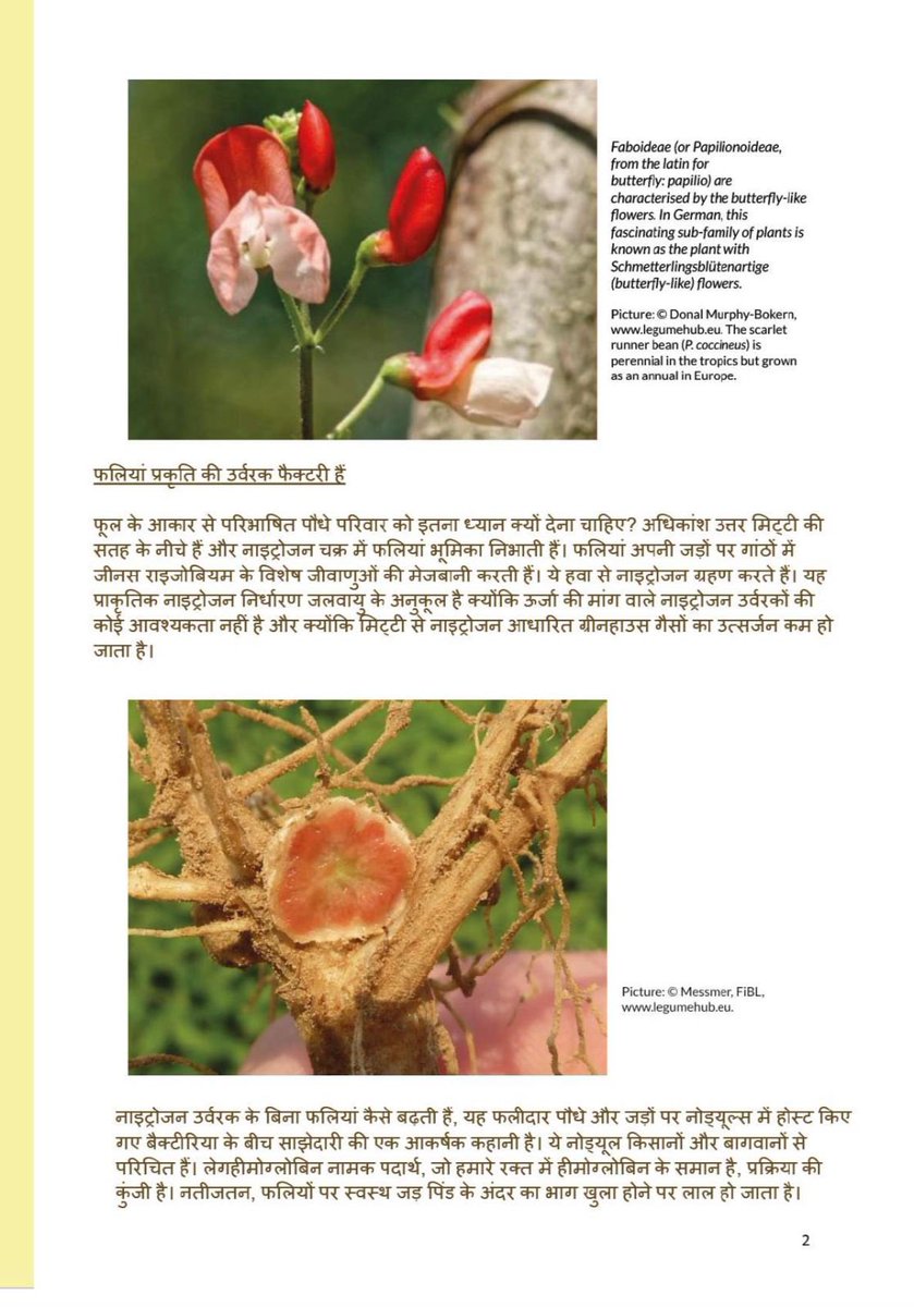 edibleroutes's tweet photo. The Legume Manifesto - 
For the English version visit : https://t.co/iGE4MOjUlo

#edibleroutes #goodfood #chattarpurfarms #partnership #organicfarming https://t.co/3uPyTXiwBa