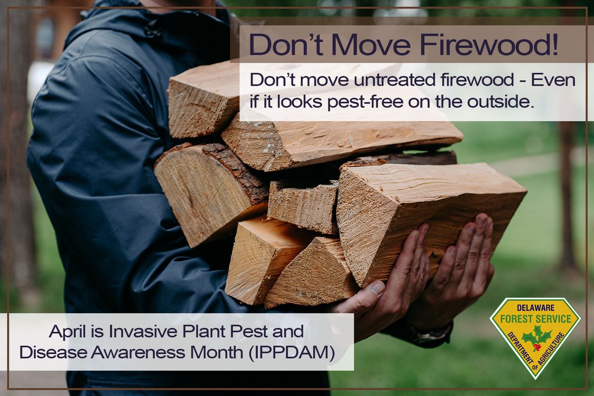With many going camping this season, remember: If you plan to build a campfire, please don't move untreated firewood 🚫 To avoid spreading tree-killing beetles that hide in firewood, buy or source wood locally, or use certified, heat-treated firewood #TreeTip #IPPDAM