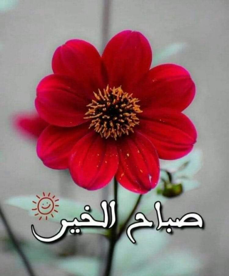 🌹من غرس بقلبه حب الخير للناس.

🌹أزهرت له قلوب الناس محبة ووفاء.

🌹صباح الخير.

#صباح_الخير