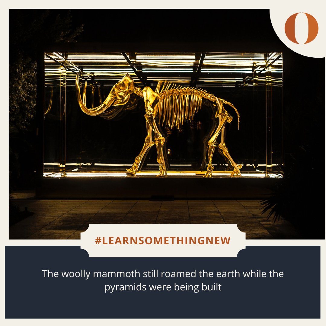 Oxford Summer Courses tweet media