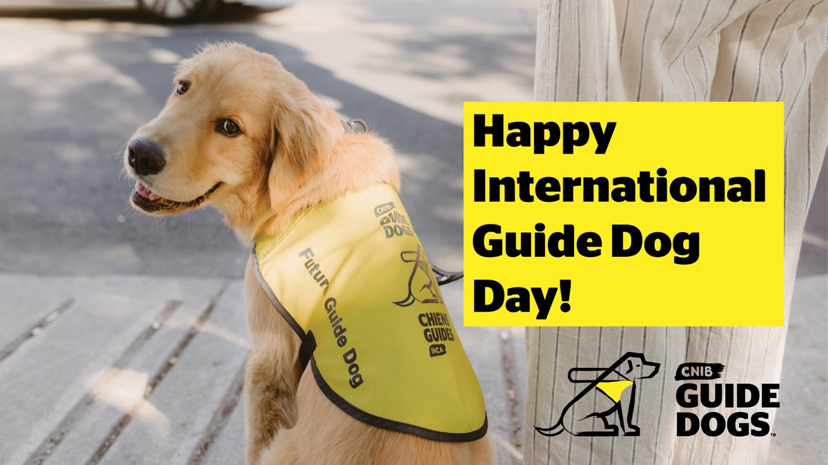 What Commands Do Guide Dogs Know