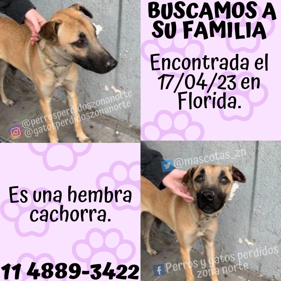 🟣BUSCAMOS A SU FAMILIA O TRÁNSITO🟣
Encontrada el 17/04/23 en Florida.
Es una hembra cachorra.
Cualquier cosa comunícate con @candelattuada al 11 4889-3422 o al 11 5015-1274.
☑️DIFUNDIR☑️