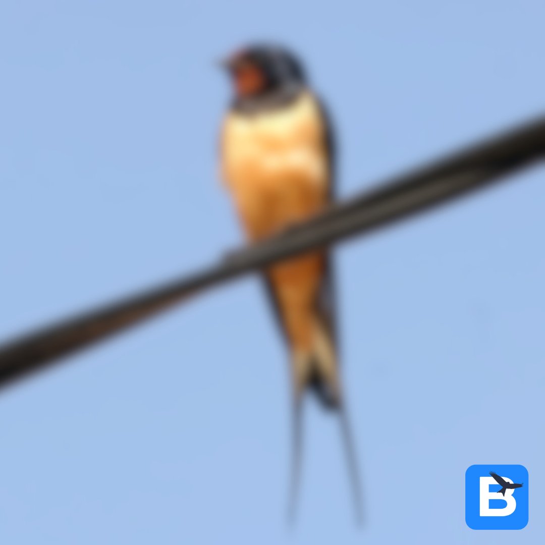 birda_org's tweet photo. It's time for another Wildlife at Speed! What's this blurry bird?π€π€
Comment your guesses below and find out the answer tomorrow!
#birda #naturelovers #whatbird #wildlifeatspeed #birdID #birdidhelp #birding #birdwatching #whatbirdisthis #blurrybird #wildlifewednesday https://t.co/2kDt9M81pa