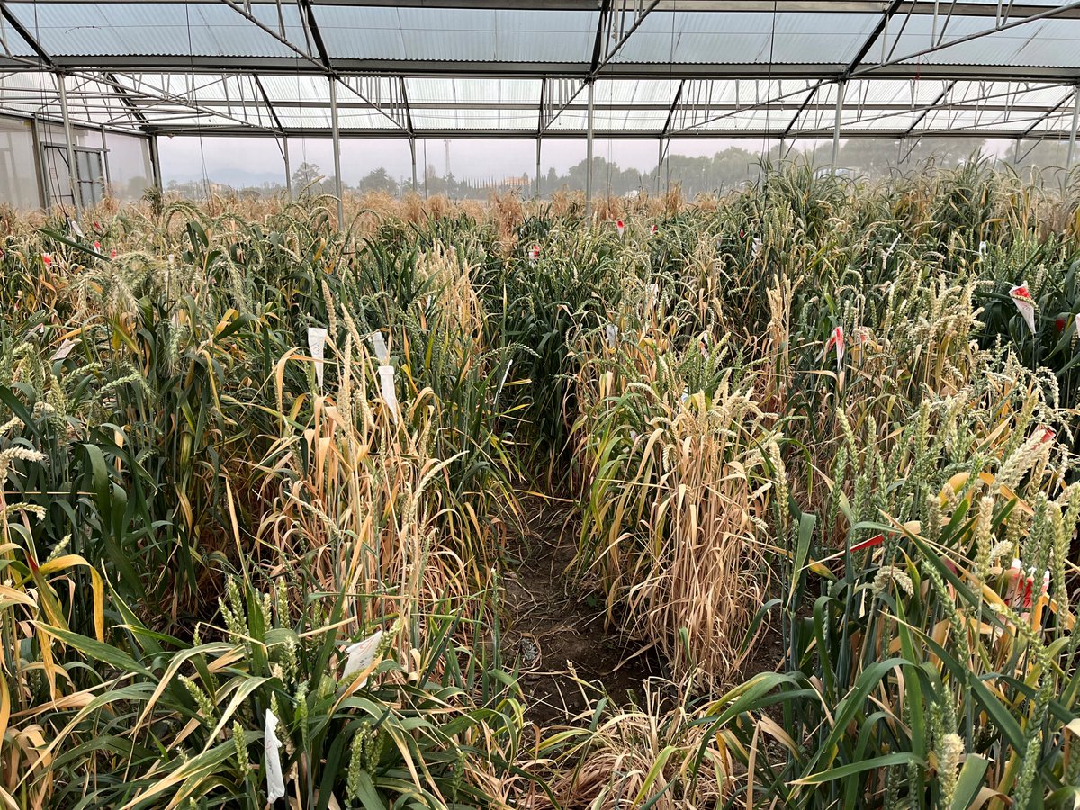 Alison Bentley tweet media