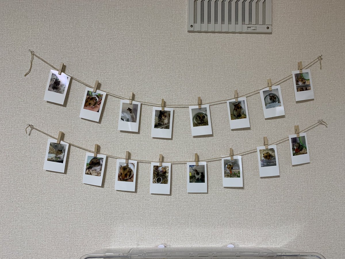 プランター葬、ヒゲと体毛の入ったレジンアクセサリー、写真を部屋に飾ること。全部終わりました。
これが私のハムキチへのお葬式です。