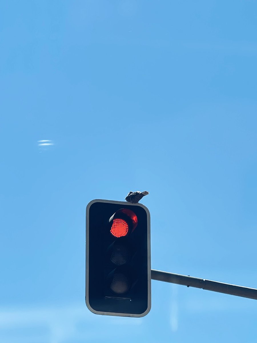 jefftookthis's tweet image. azul. jpg