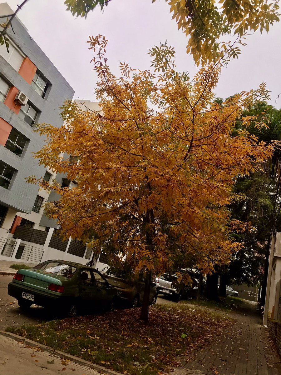 Toma Color El Otoño 🍂 🍁 por las calles de Montevideo