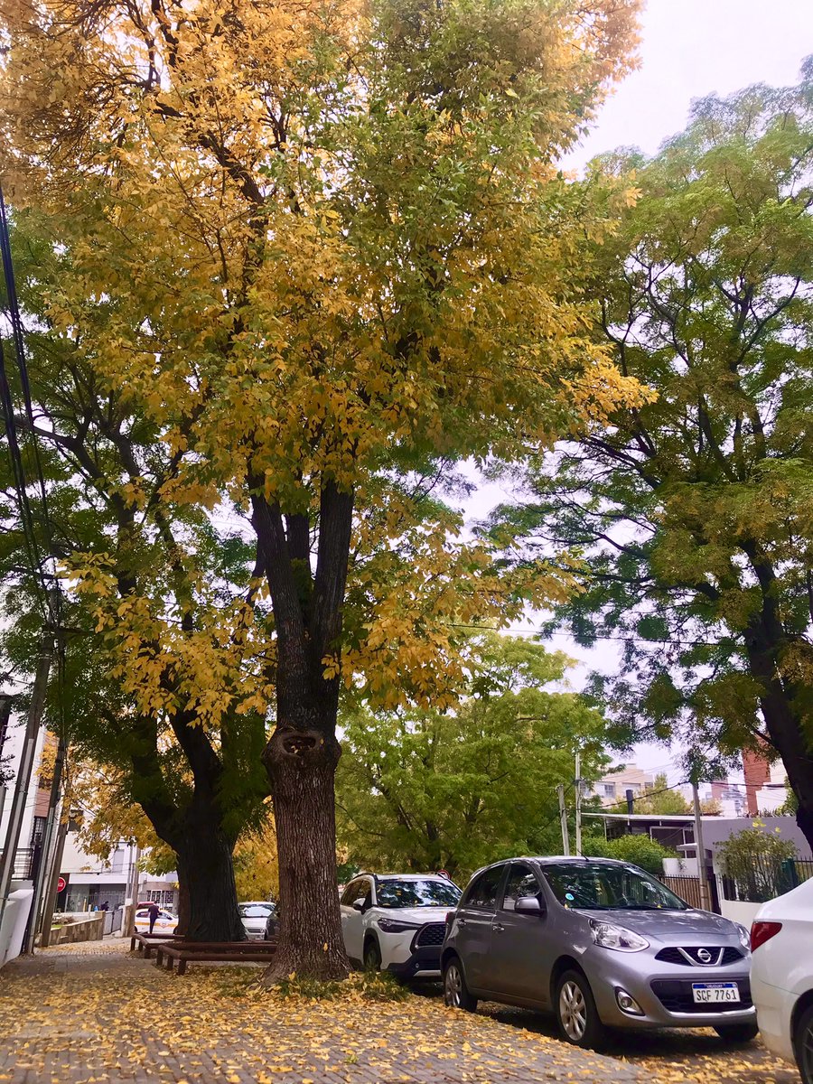 CarbajalSebas's tweet photo. Toma Color El Otoño 🍂 🍁 por las calles de Montevideo https://t.co/RIaIu47zpx