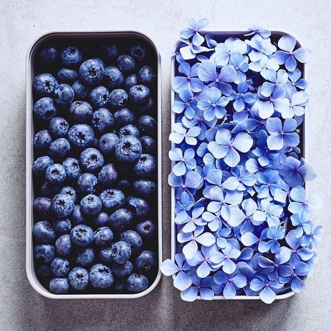 USDAIndia's tweet photo. #WellnessWednesday Did you know that #blueberries are a good source of fiber? They are a perfect snack to keep you feeling full throughout the busy week. Not to mention, they are easy to grab in a pinch – just rinse and enjoy a healthy #boostofblue. 🫐 ⁦@blueberries⁩ ⁦ https://t.co/yRbtUfrFph