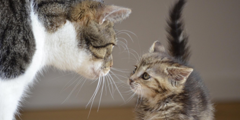 CatAttire's tweet photo. Oh just take a look at this! 

#pets #animal #kidsoutfit #cute 
#animals #adorable #cat #catclothes #catattire #kot #gato https://t.co/donNPti9Ce