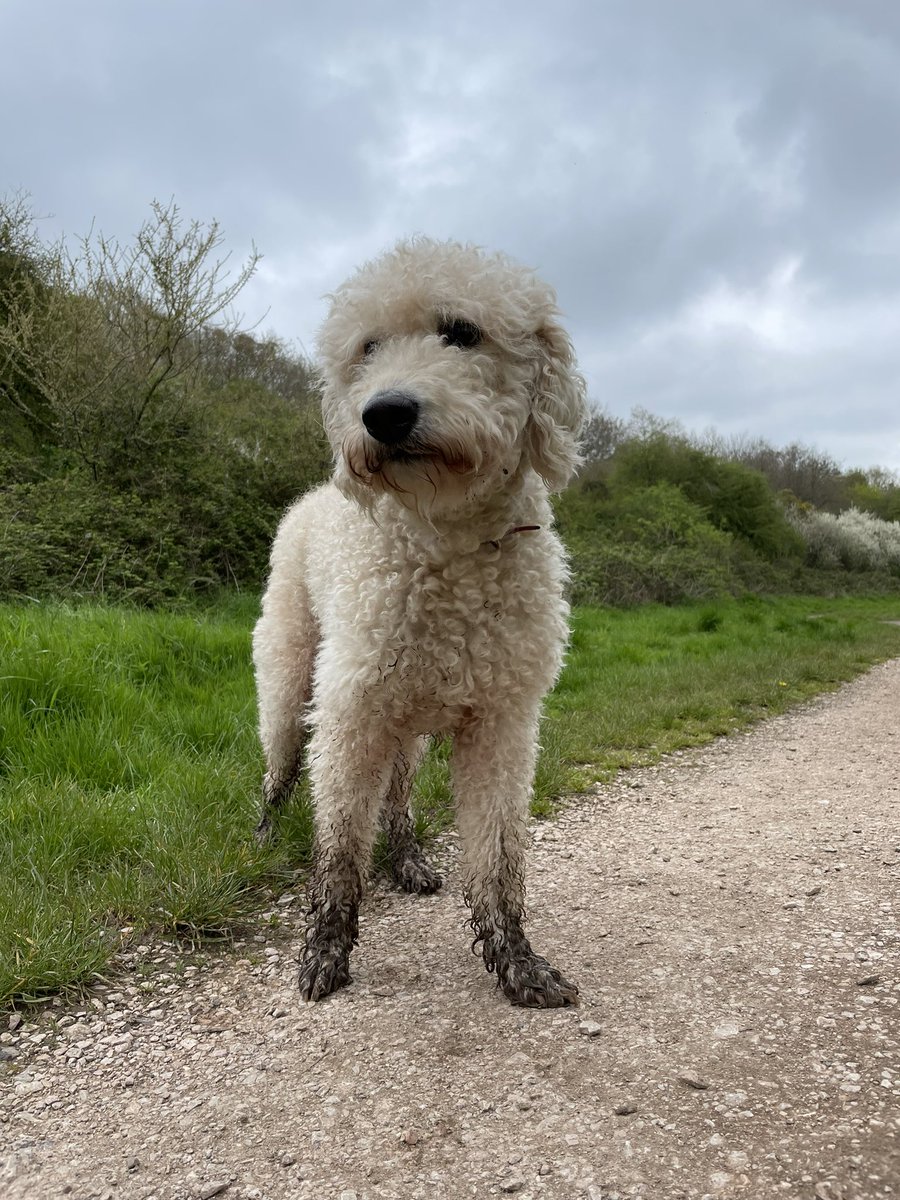 webjenny's tweet image. #muddypaws