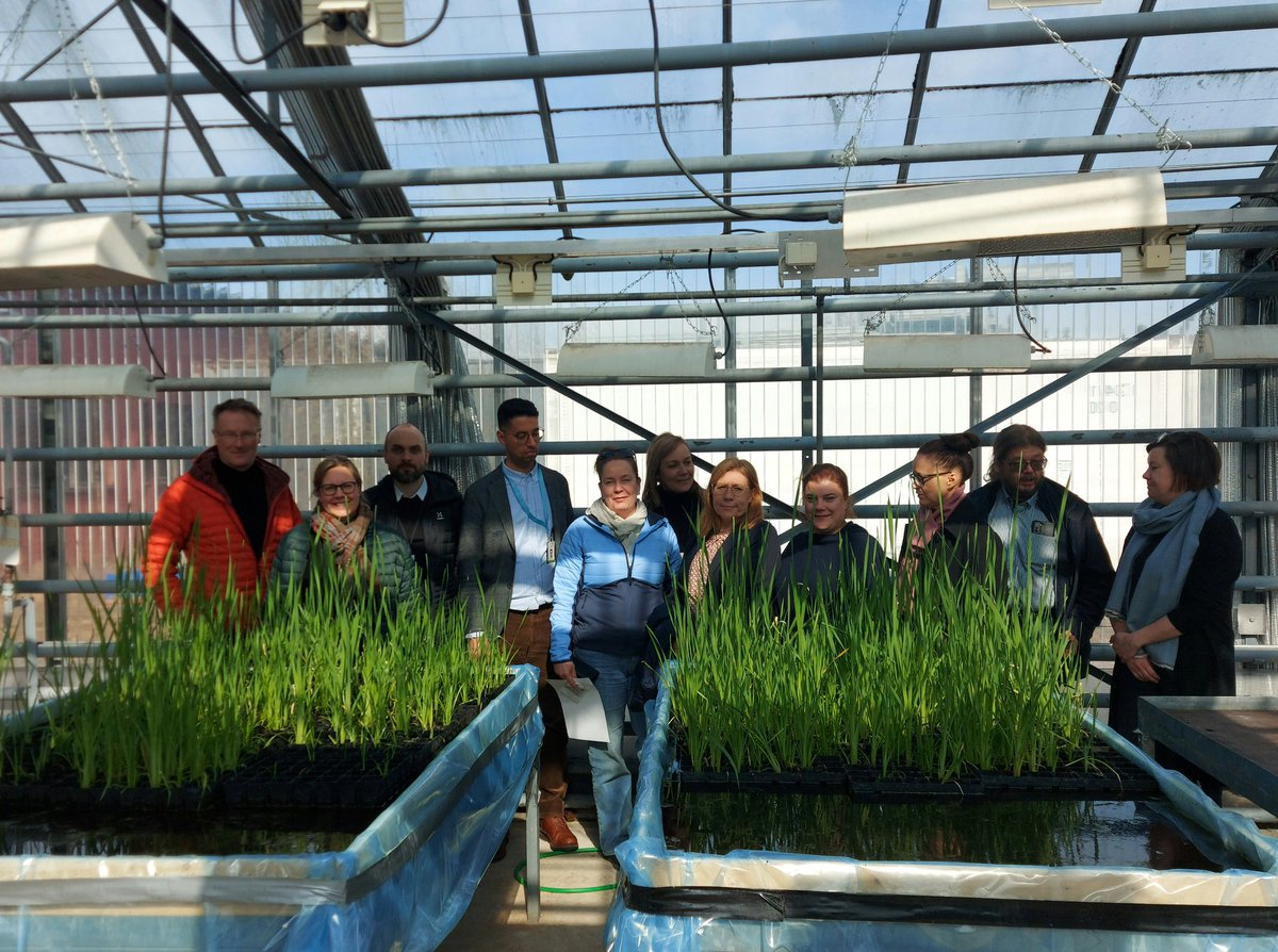 Luken johtoryhmä Pohjois-Pohjanmaalla. Ohjelmassa mm. turvemaiden päästöt ja niihin liittyvä tutkimus, kosteikkoviljely, pohjoinen maito ja peruna sekä Oulun ja Ruukin henkilöstön tuoreimmat kuulumiset. Kuvassa osmankäämiviljelmä Ruukissa.