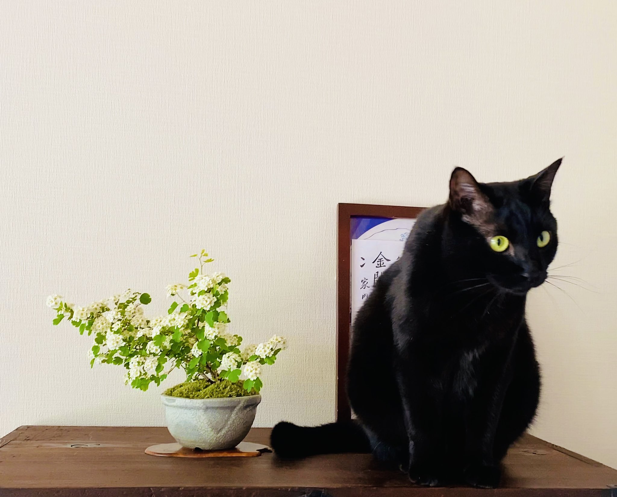 ぎんねこ361 盆栽　盆栽鉢　植木鉢　和鉢 うめきち本店 – うめきち盆栽用品店