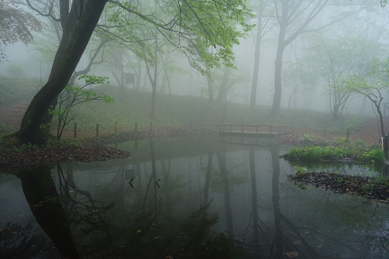雨の日の森は神秘的 #赤城自然園 #雨の森 #ヤマツツジ #幻想的 #神秘的 #森林セラピー基地 #お出かけ #お散歩