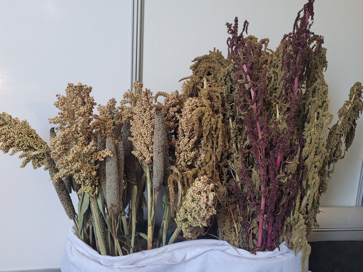 LesleyMacheka's tweet photo. @MaronderaVarsit exhibiting at the #ZITF2023. We are promoting #value addition in #traditional #foodsystems. We are located in Marquee, CA21, behind Hall 4. #transformativeinnovations. Come visit us! https://t.co/SjfTa0ZLdO