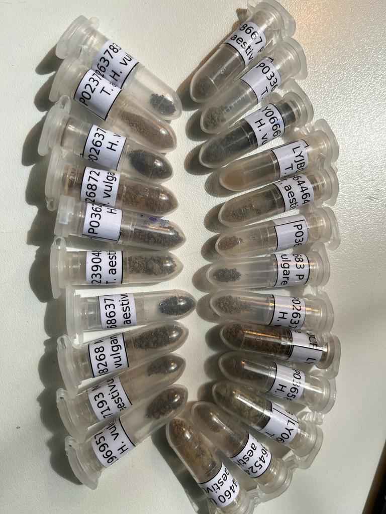Herbier UCBLyon1 (@herbierly) on Twitter photo Gianluca removing #soil from 1908 #barley specimen. #ancientDNA extraction will allow #microbiome study. Have
#globalchange and agricultural intensification affected #microbial diversity of soils ??
<a href="/recolnat/">RECOLNAT</a> <a href="/LesHerbonautes/">Les Herbonautes</a> <a href="/UnivLyon1/">Université Lyon 1</a> <a href="/Gianluc45492131/">Gianluca Grasso</a> Gianluca removing #soil from 1908 #barley specimen. #ancientDNA extraction will allow #microbiome study. Have
#globalchange and agricultural intensification affected #microbial diversity of soils ??
<a href="/recolnat/">RECOLNAT</a> <a href="/LesHerbonautes/">Les Herbonautes</a> <a href="/UnivLyon1/">Université Lyon 1</a> <a href="/Gianluc45492131/">Gianluca Grasso</a>