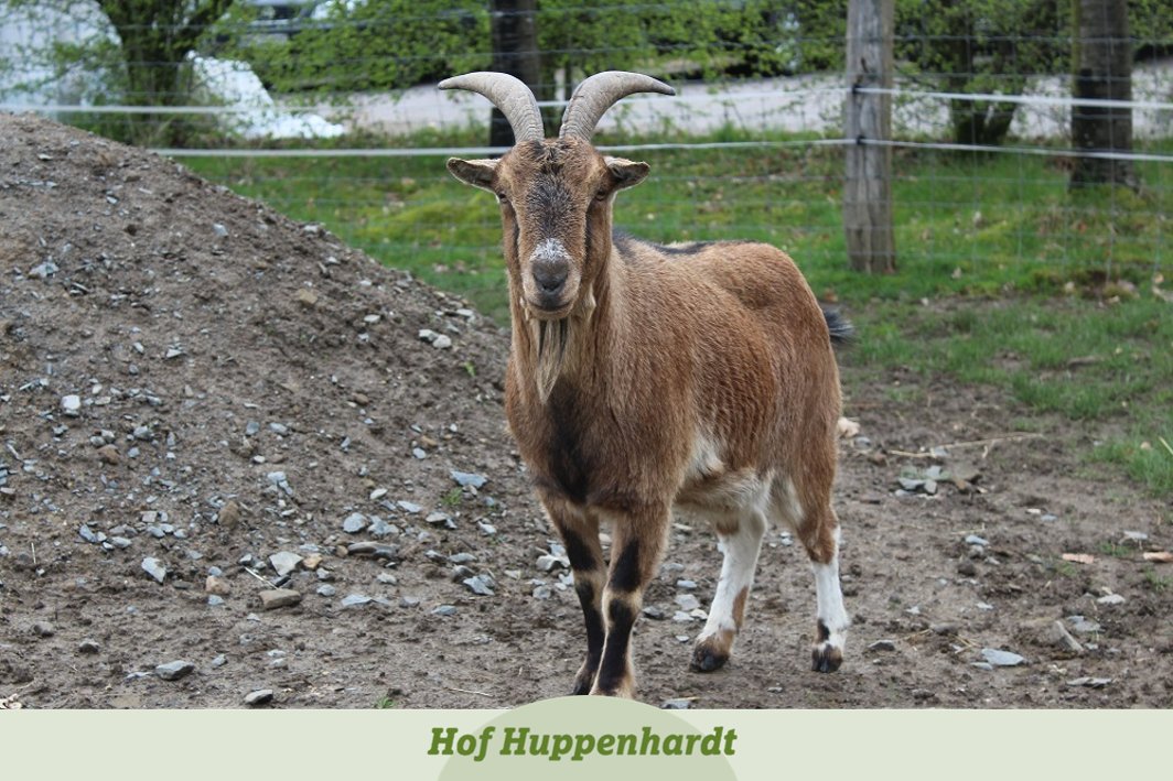 Hallo Leute, auch ich bin neu auf Hof Huppenhardt 🤗 Mein Name ist Friedrich, ich bin 14 Jahre alt und ab sofort leiste ich Ernesto von Horn Gesellschaft. 
#etn #tierschutz #ziege #ziegenbock #neuzugang #neuermitbewohner #ziegenbock #freundschaft #wgleben #wohngemeinschaft