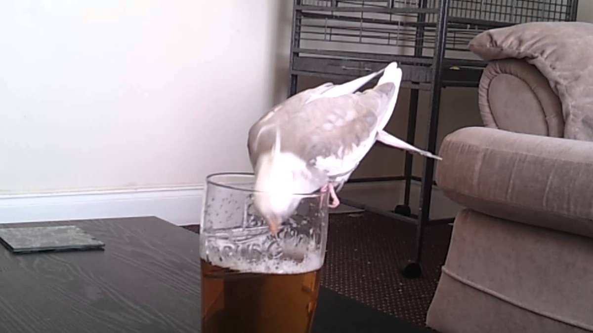 Drunk birds slur their songs.