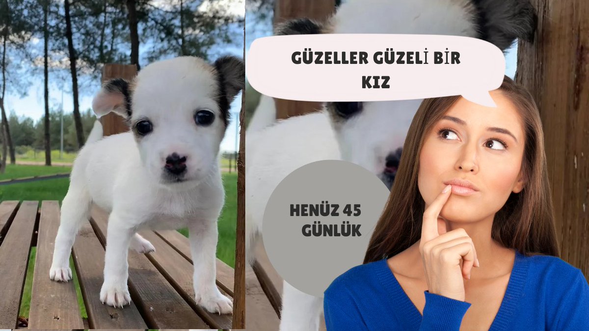 GÜZELLER GÜZELİ BİR KIZ 
 BEAUTIFUL GIRL
youtu.be/iYXEyhGMnkA

#petshop #pet #dog  #köpek #cat #evcilhayvan #puppy #istanbul #kitten #izmir #fashion #kitty  #dogdress 
 #instapet #türkiye #dogfashion 
#pomeranian #köpekkıyafet #doghotel 
 #ankara #pati #love #güzel #kız