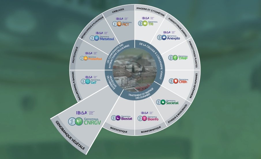 GENOTOUL Génopole Toulouse (@genotoul) on Twitter photo La #plateforme du <a href="/CNRGV/">CNRGV - INRAE</a> à <a href="/InraeToulouse/">INRAE Occitanie-Toulouse</a> est à la fois :
🌱un Centre de Ressources Biologiques (CRB) 🔬🧬
🌱une structure d'appui pour les projets de recherche en génomique végétale 🌻🌾🪴
Découvrir le film de présentation ⤵
📽 youtu.be/QVgtG3AgCEc La #plateforme du <a href="/CNRGV/">CNRGV - INRAE</a> à <a href="/InraeToulouse/">INRAE Occitanie-Toulouse</a> est à la fois :
🌱un Centre de Ressources Biologiques (CRB) 🔬🧬
🌱une structure d'appui pour les projets de recherche en génomique végétale 🌻🌾🪴
Découvrir le film de présentation ⤵
📽 youtu.be/QVgtG3AgCEc