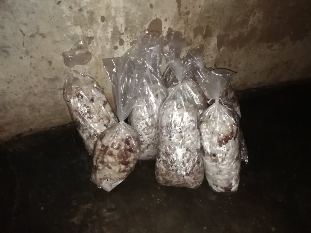 SolutionVillage's tweet photo. We believe empowering small rural communities and developing sustainable agricultural practices are key steps towards a brighter future. That’s why we have introduced our #MushroomFarming initiative to learn and teach the basics of mushroom farming 🍄 https://t.co/WJ9d6bQoGd