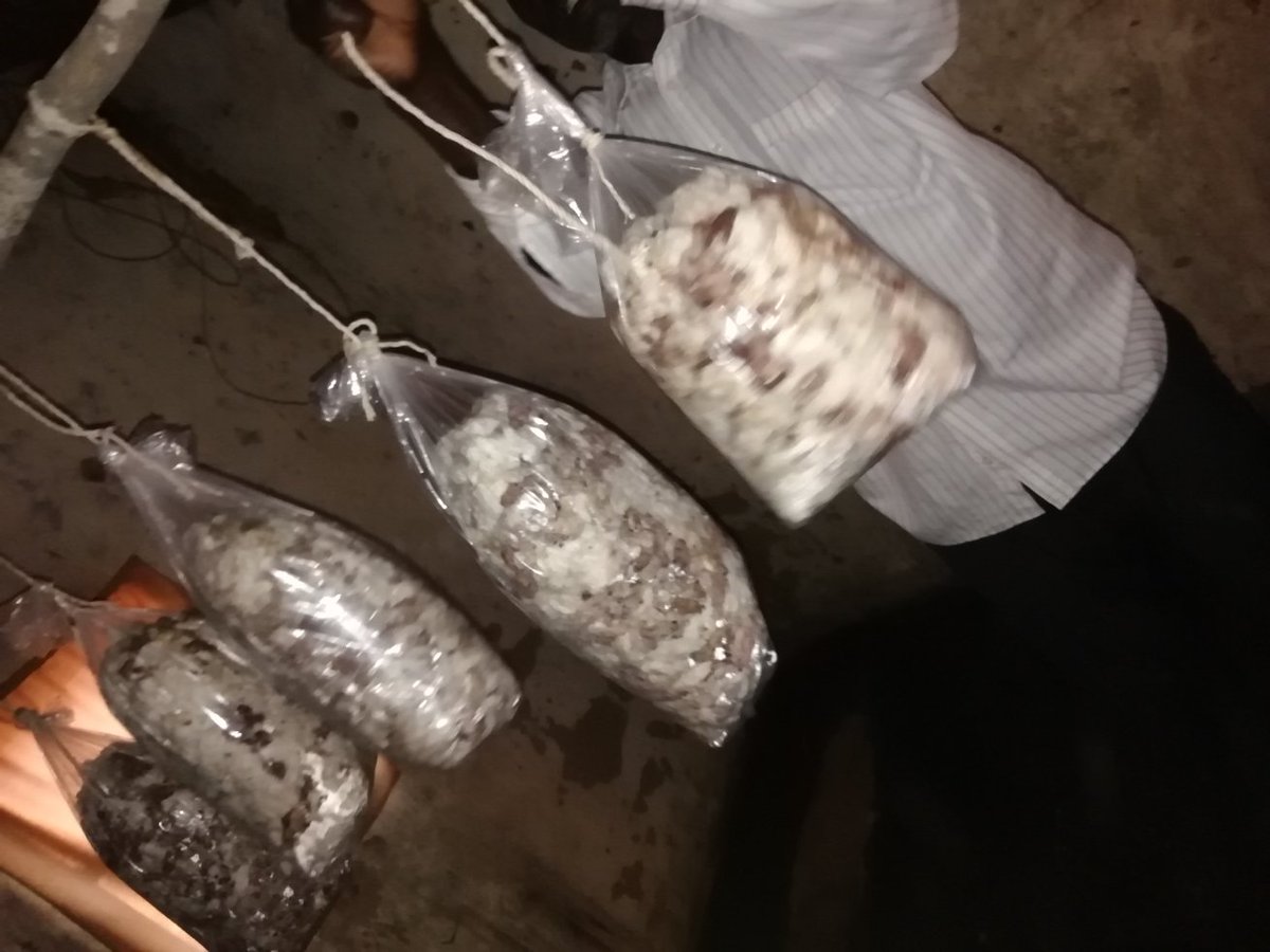 SolutionVillage's tweet photo. We believe empowering small rural communities and developing sustainable agricultural practices are key steps towards a brighter future. That’s why we have introduced our #MushroomFarming initiative to learn and teach the basics of mushroom farming 🍄 https://t.co/WJ9d6bQoGd
