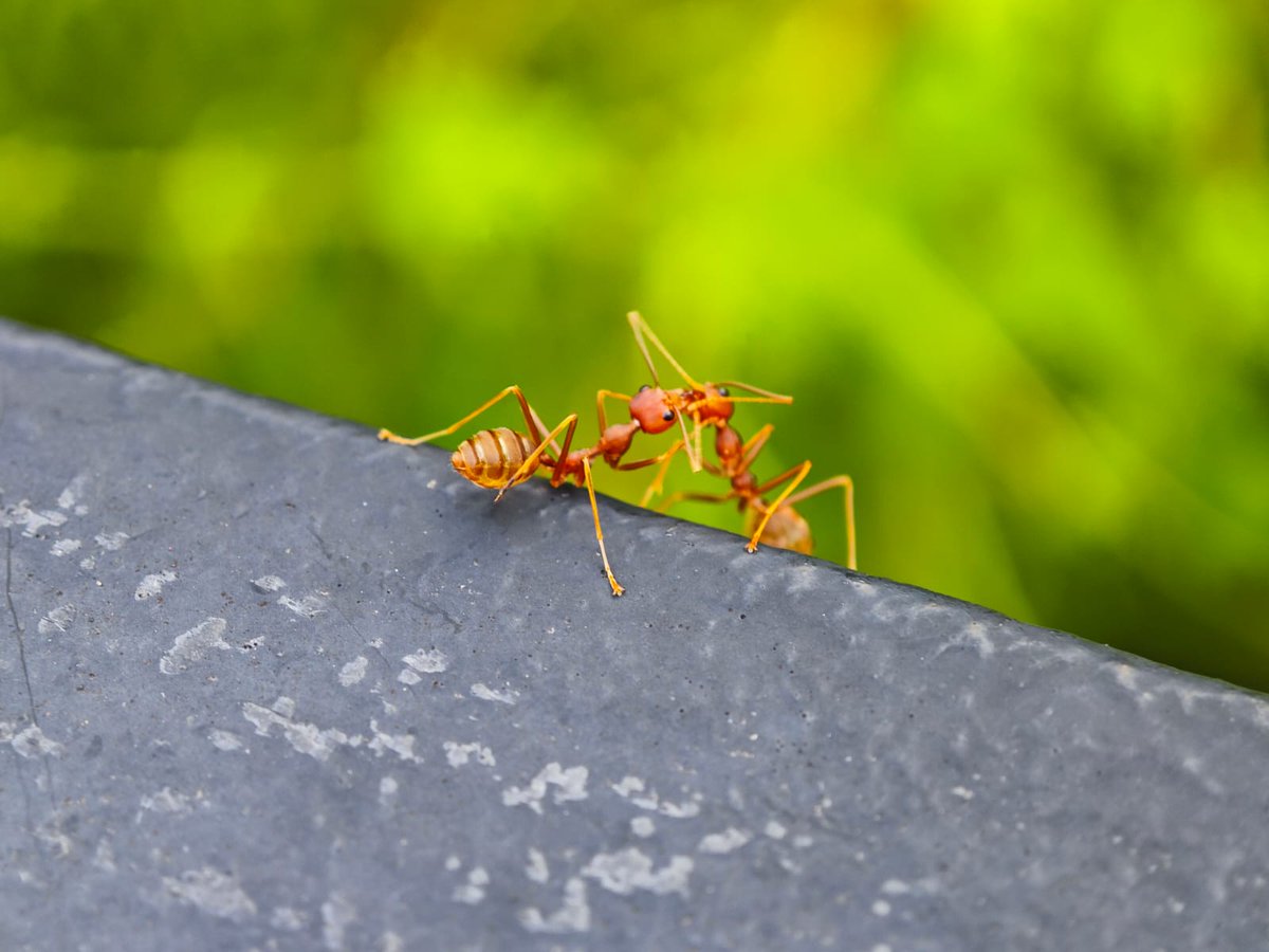 chuchow82's tweet photo. Macro photography https://t.co/0L2QwZFmh5