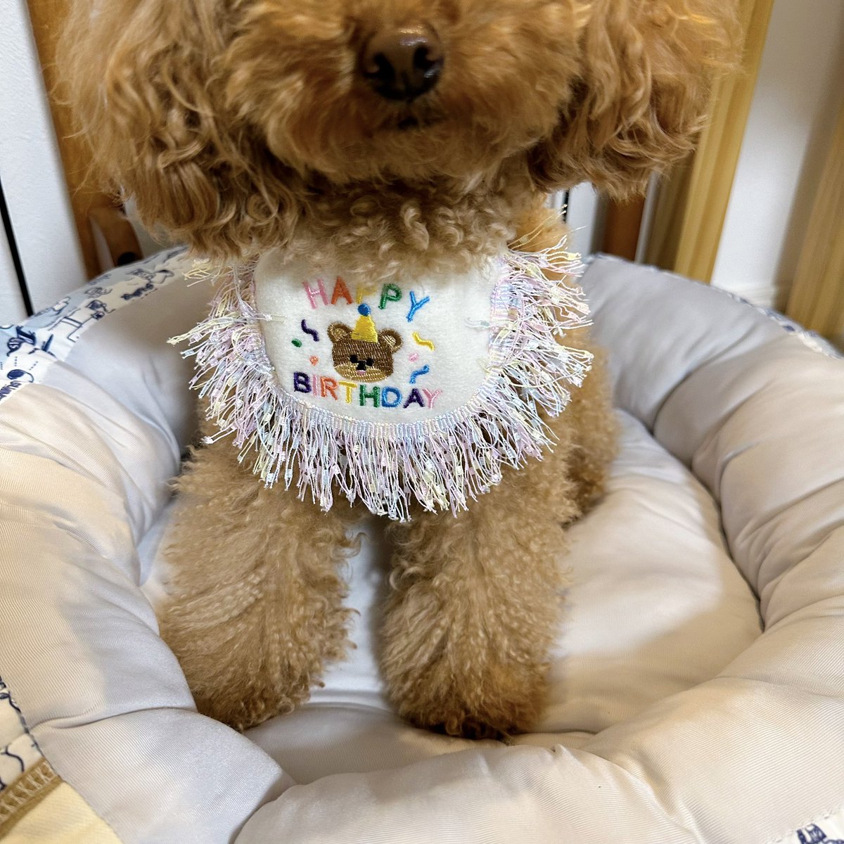 Michelle_e0705's tweet photo. SHEINでペット用品を購入しました🐶✨
今年のお誕生日はこれをつけて
お祝いしようと思います😆

他にもたくさんペット用品があるので
また、購入しようか迷い中です🤭 https://t.co/dguXg9tuVx