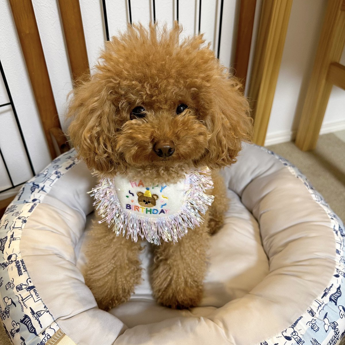Michelle_e0705's tweet photo. SHEINでペット用品を購入しました🐶✨
今年のお誕生日はこれをつけて
お祝いしようと思います😆

他にもたくさんペット用品があるので
また、購入しようか迷い中です🤭 https://t.co/dguXg9tuVx