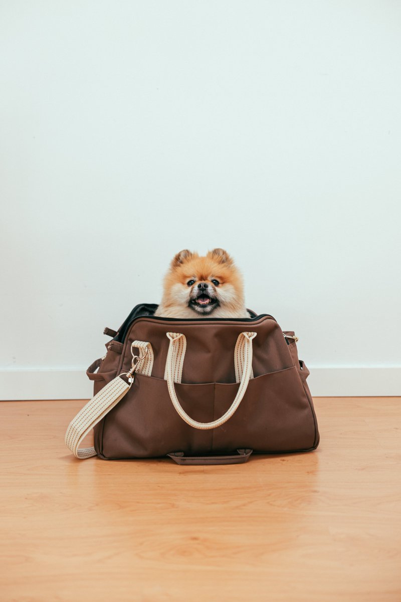 happyhoundhaven's tweet photo. Being a new dog owner is like a rollercoaster ride of emotions. From the initial excitement to the occasional mishap, it's an adventure I wouldn't trade for anything. #NewPuppyFeels #FurEverFriendship #PuppyParentingChaos #LifeWithADog #DoggyDelight https://t.co/xOrfV2MPUF