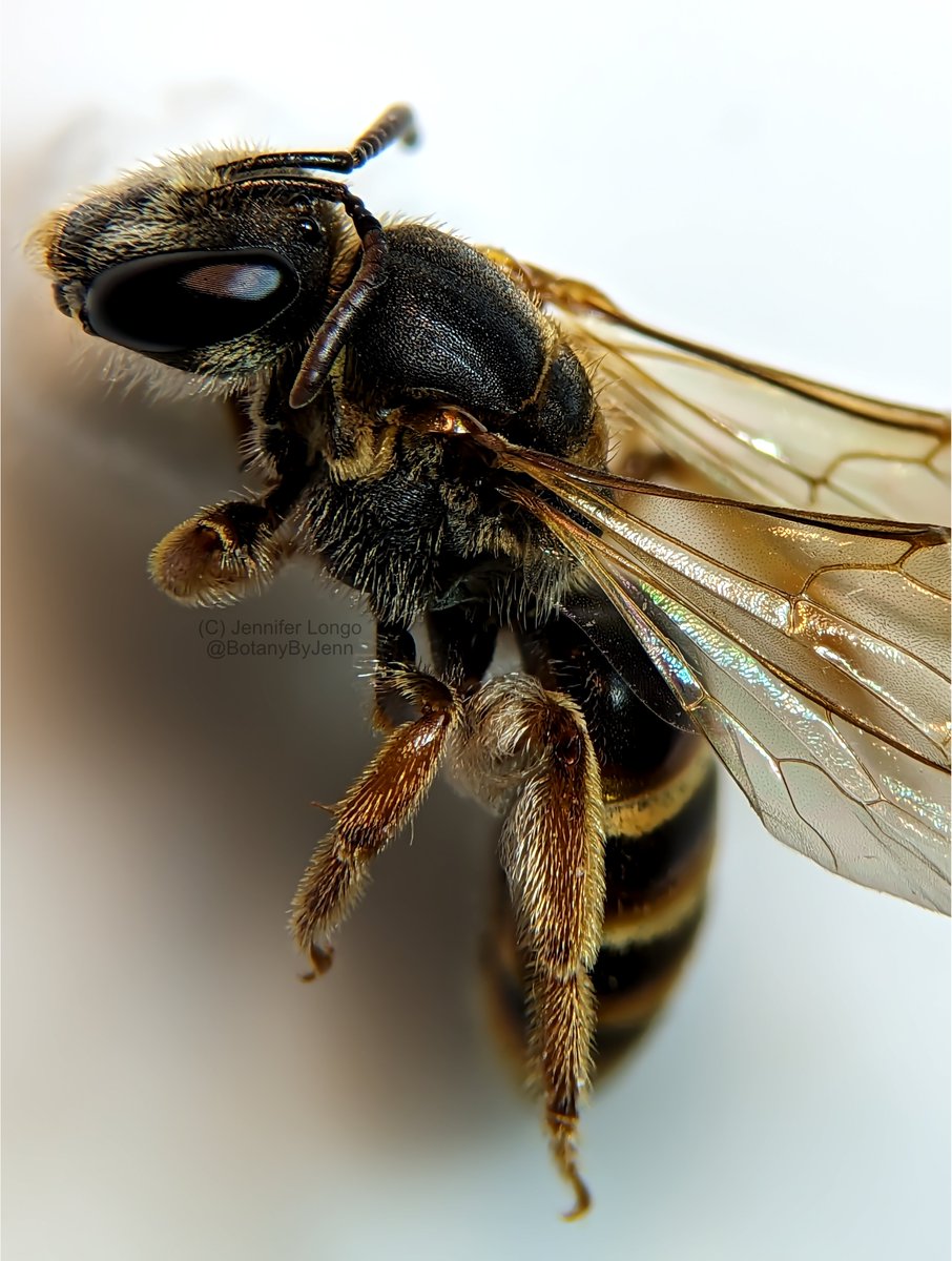 BotanyByYen's tweet photo. A fuzzy little bee (I reckon #Lasioglossum bicingulatum). https://t.co/dkZezIqIQN
