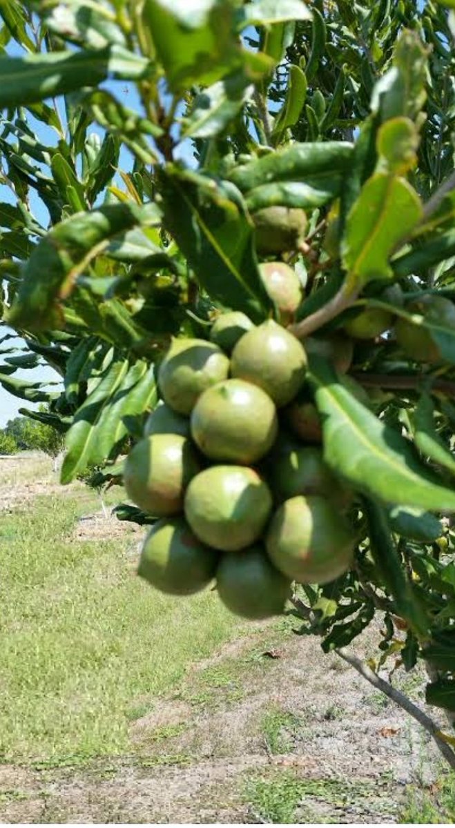 AquaTreeProject's tweet image. Macadamia Tree:
 BENEFITS!
 The kernels (processed nuts) are eaten and help to check weight again, used in pharmaceutical companies, oil from Macadamia is fat free and so it&apos;s used by diabetic patients to stabilize their sugar levels
#AquaTreeProject
