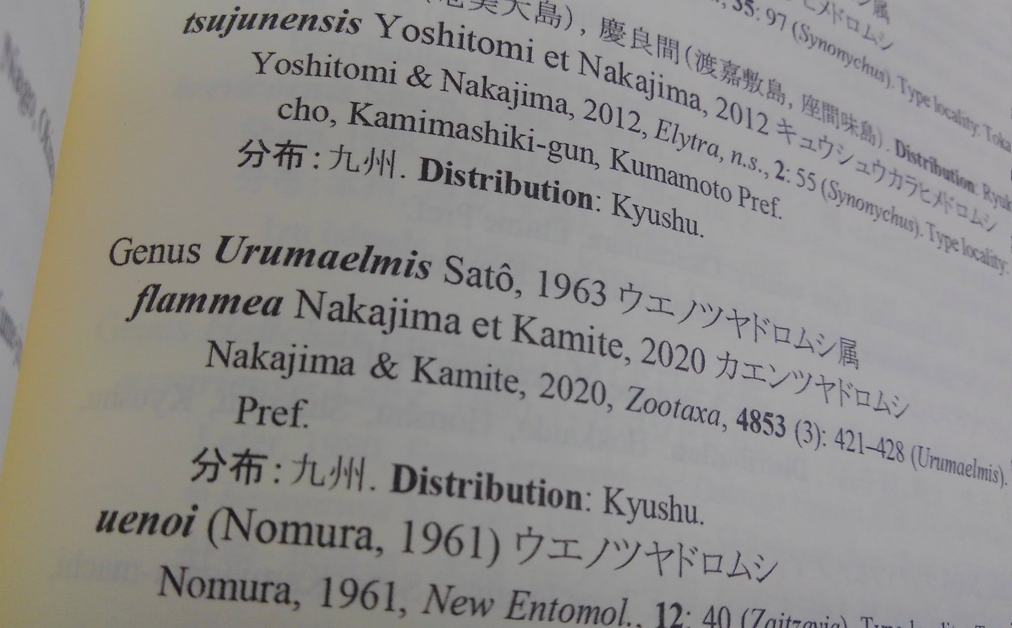 オイカワ丸 on X: オイカワ丸 on X: