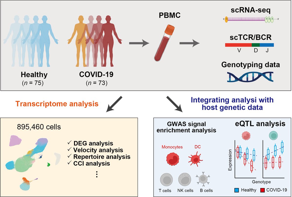 📣COVID-19 single-cell RNA-seq &amp; host genetics of Japanese led by <a href="/RyuyaEdahiro/">Ryuya Edahiro</a> is finally online at <a href="/NatureGenet/">Nature Genetics</a> 🎉. Innate immune cells have critical roles in COVID-19 severity. Thank for the great team !! nature.com/articles/s4158…