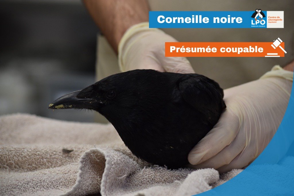 Des oiseaux victimes… de superstitions ? 
Beaucoup de légendes existent autour des oiseaux que sont les corbeaux et les corneilles, parfois positives, souvent négatives. <a href="/LPOFrance/">LPO France</a> <a href="/LPOAk/">LPO Aquitaine</a> 
Suite sur ce lien :
facebook.com/photo/?fbid=53…