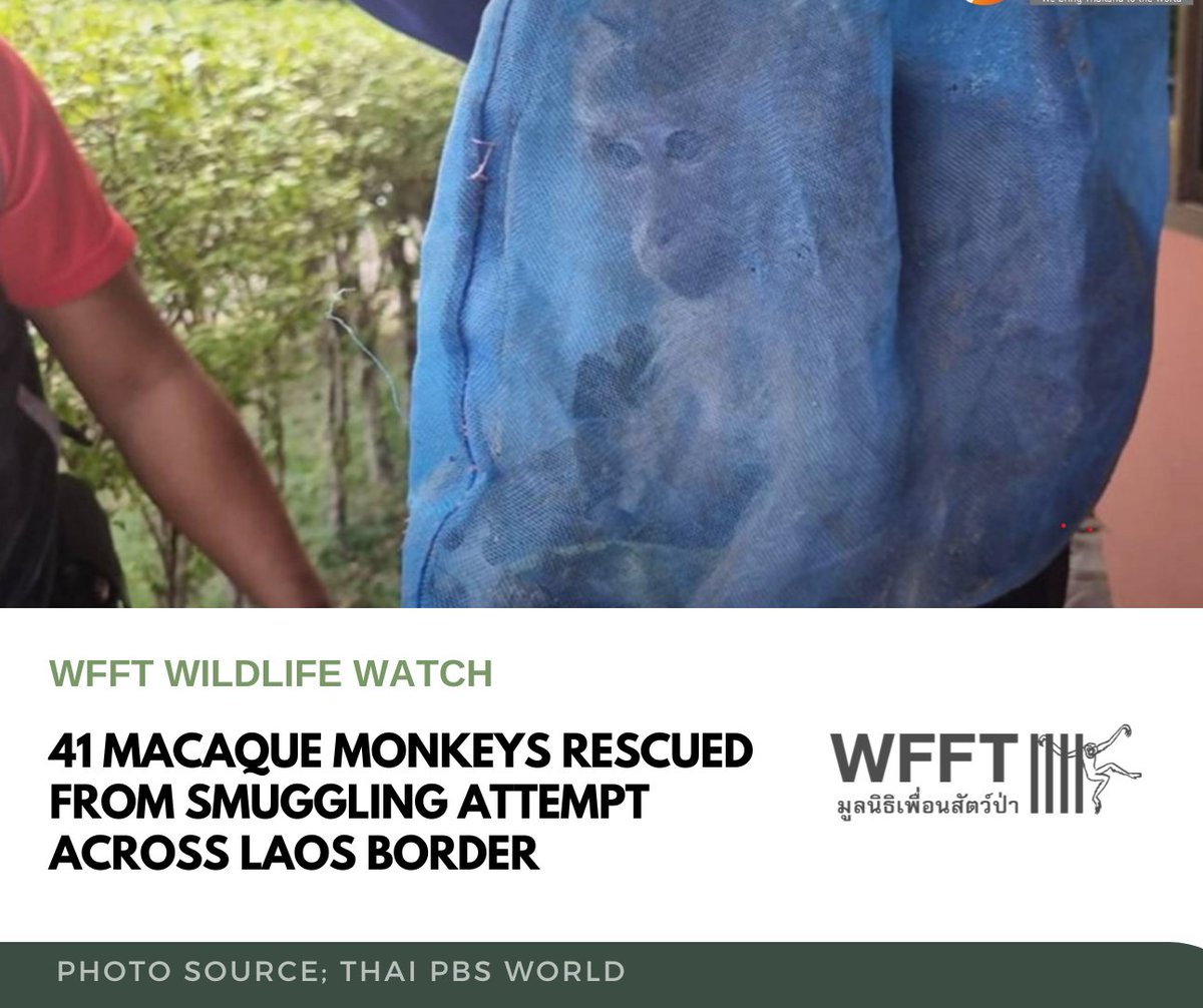 WFFThailand's tweet photo. WFFT #WildlifeWatch 🚨 Wildlife #conservation officials have rescued 41 #macaquemonkeys and arrested a man as he was attempting to smuggle the animals into Laos. According to reports, the monkeys were intended to be used for #laboratory testing in China: https://t.co/xYXCZZKcAe https://t.co/bWsaMP90HT