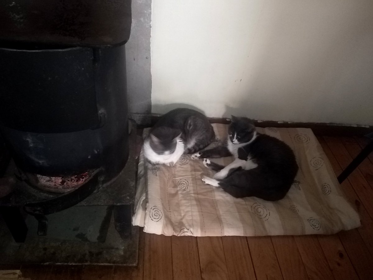 mmoyanoo's tweet photo. @lagatoteca Aquí ya hace frio y los bebés buscan la estufita. Animooo Prrrr Prrrr!!! https://t.co/kiEGC6Crcv