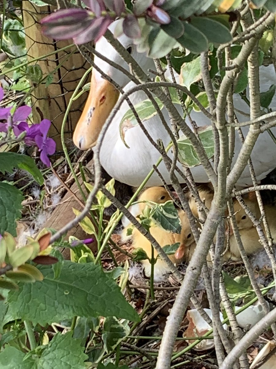 atbeesknees's tweet photo. First ducklings of the year have hatched!! #oldefarm #ducklings #hatched #Spring #newlife #norfolk #cutenessoverload #ducks #runnerducks #thankful #blessed https://t.co/O8ixtIu8SU