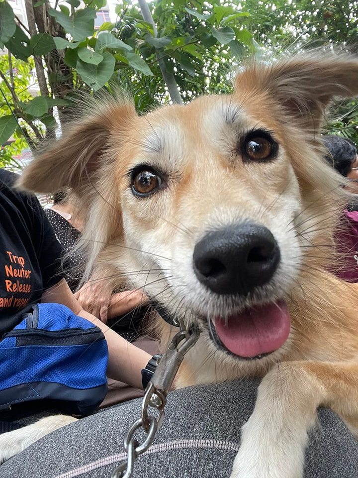 IAPWA's tweet image. Lovely Belle, a stray girl who found her forever home through IAPWA, recently came to our adoption event to offer moral support. Once a scared puppy who'd sit staring at the wall of her kennel, Belle's now a perfect example of why choosing to #adoptnotshop can transform lives 🧡