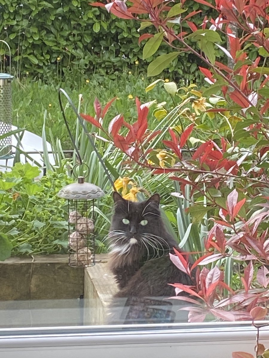 campervanwoman's tweet photo. This cat, who is usually bothering my birds in the back garden, has come round to the front to stare in at me in a creepy and sinister manner. #ThisIsNotMyCat https://t.co/QsLNmh7qbe