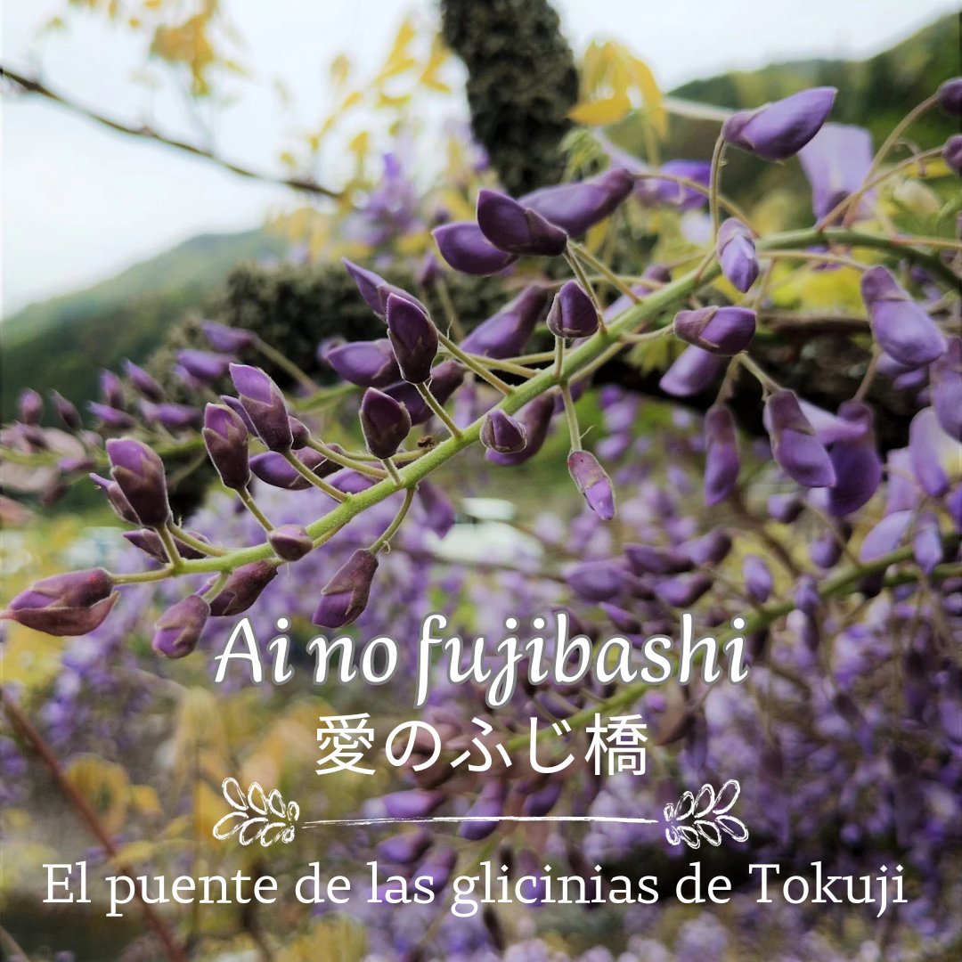 venayamaguchi's tweet photo. En Tokuji hay un puente cubierto por glicinias que cruza un arroyo. La dueña de la casita contigua las plantó hace ya medio siglo, para que su marido, que había sufrido un accidente, pudiera contemplar las flores desde su ventana. Hoy se conoce a este lugar como "Ai no fujibashi" https://t.co/GYmGS6BEJA