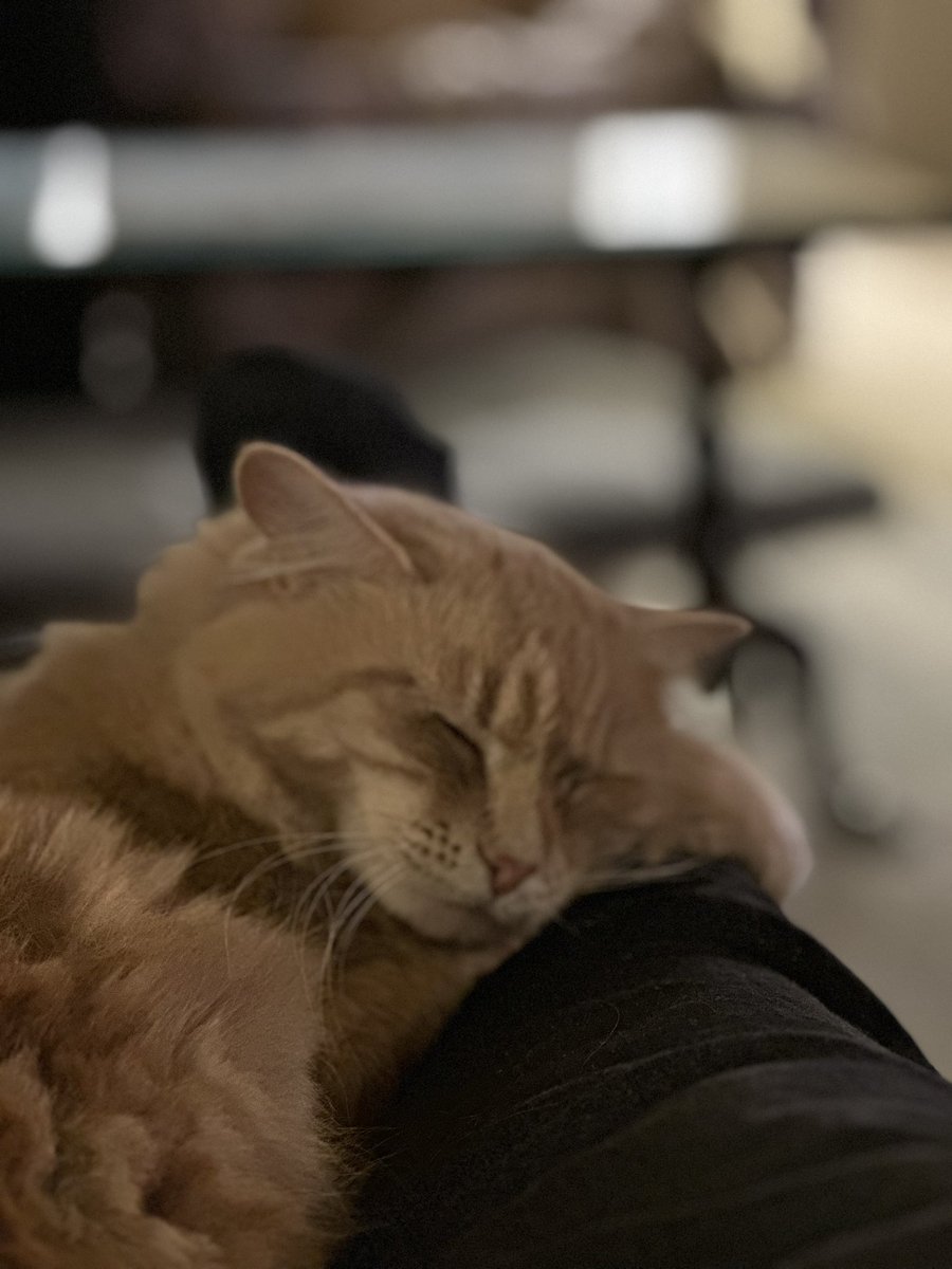 After a hard days prowl, it’s pillow time for Miss Peaches.