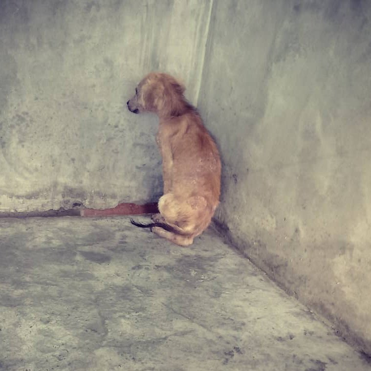 IAPWA's tweet image. Lovely Belle, a stray girl who found her forever home through IAPWA, recently came to our adoption event to offer moral support. Once a scared puppy who'd sit staring at the wall of her kennel, Belle's now a perfect example of why choosing to #adoptnotshop can transform lives 🧡