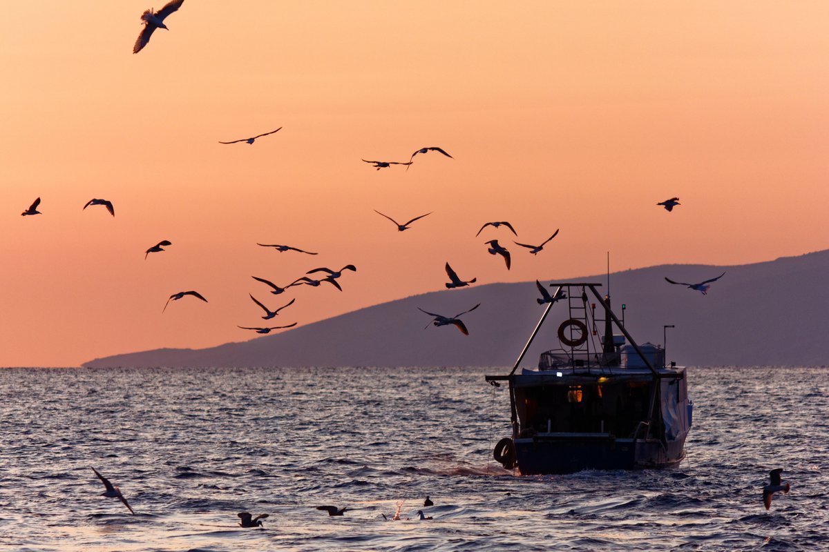KatjaBessonova's tweet photo. How could #ClimateChange affect #crime? This new study suggests that decreases in fish production due to climate change could potentially lead to more piracy in East Africa: https://t.co/PnwmIXwJ0e https://t.co/4HgUcF94Tk