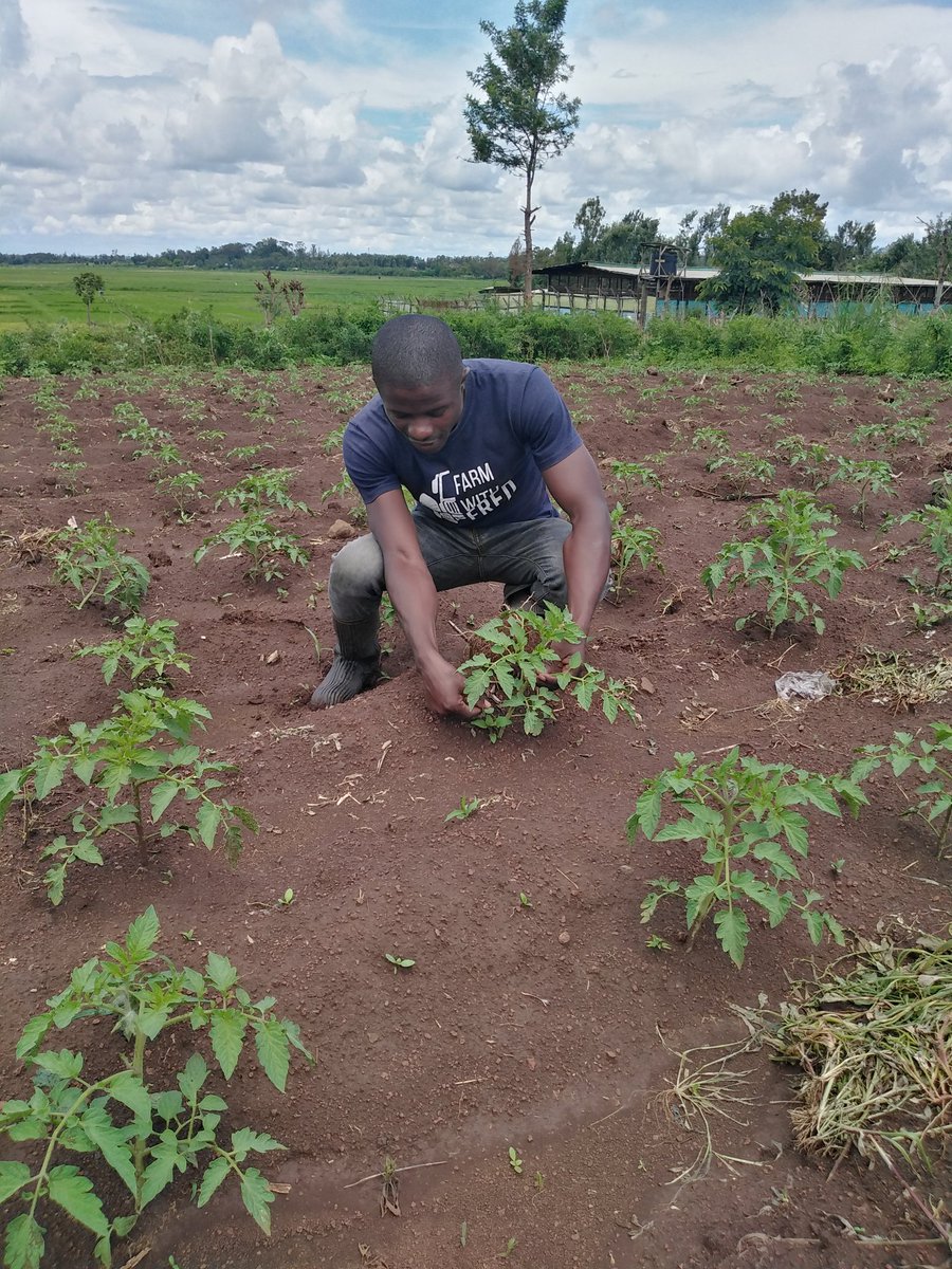 FARM VISIT AND FARM TRAINING TOPIC Simple Tomato Nutrition Management
