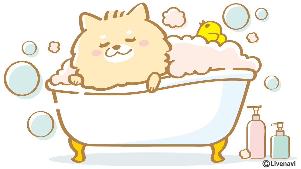 WANDEL_official's tweet photo. 今日は #よい風呂の日 🛁岡本はお風呂大好きなんすよ！
😊ワンさん🐶のお風呂は温度に注意っすよ～🌡 https://t.co/6a8BgRYDcO