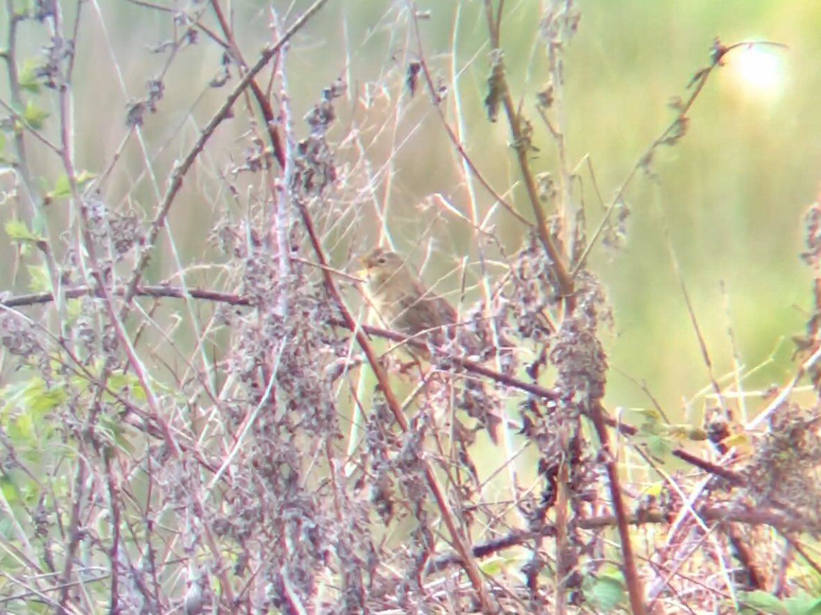 GuyBorder96's tweet photo. Good views of a ‘new’ Gropper at Wilden away from the regular territories on the marsh, with accompaniment from a Garden Warbler. @MidlandsBirder’s Wheatear still present from yesterday. Hundreds of Cuckoo Flowers speckling the meadows. https://t.co/1gGhFqjN6d