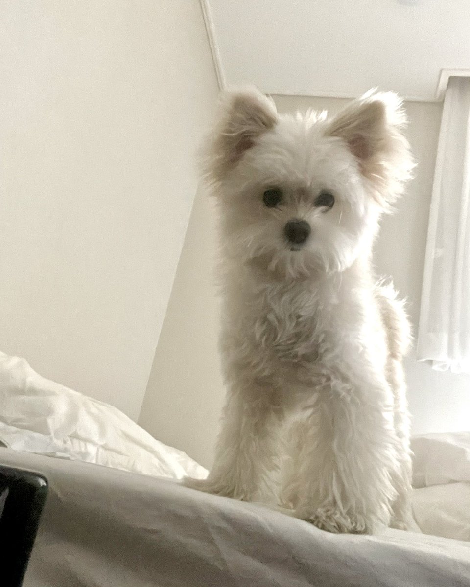 doggybom's tweet photo. 용맹한 침대 정복자🤨 https://t.co/75ZadUtWHf